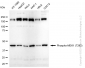 KD-Validated Anti-Phospho-MEK1 (T292) Rabbit Monoclonal Antibody